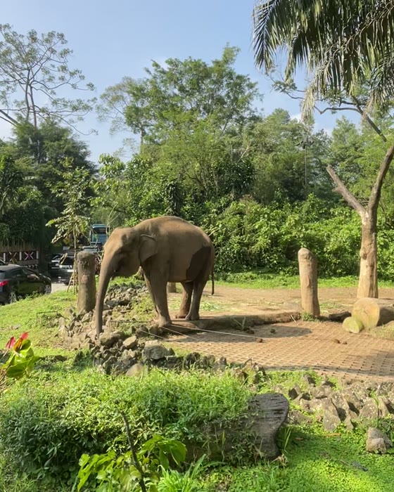 Gajah di taman safari
