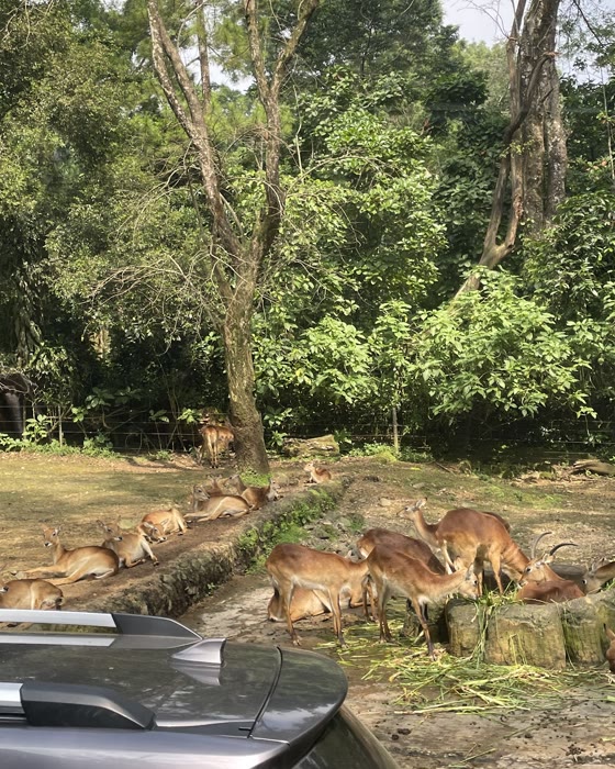 Rusa berkumpul di taman