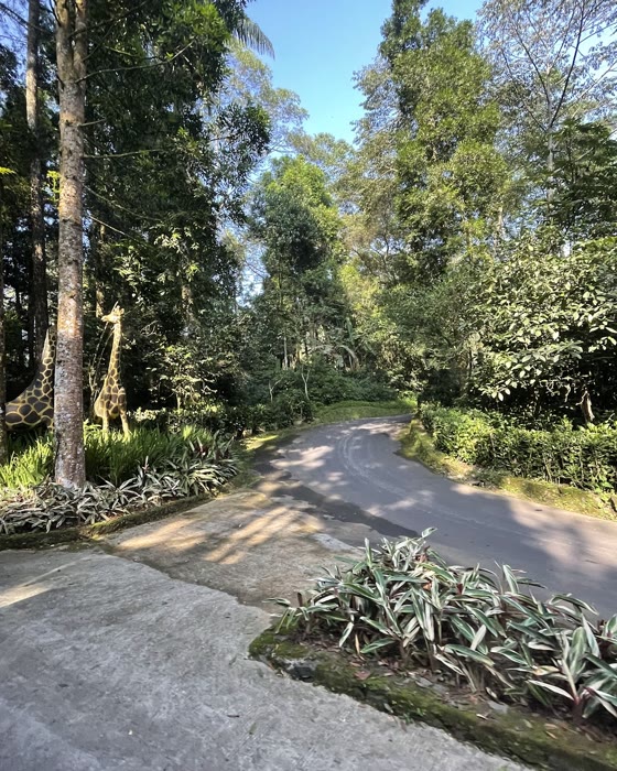 Jalan rindang di taman